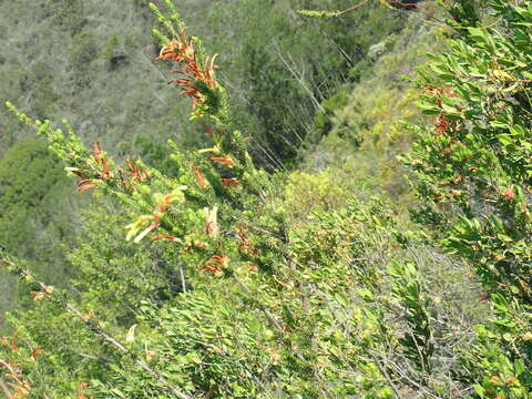 Image of Erica unicolor subsp. mutica E. G. H. Oliv. & I. M. Oliv.