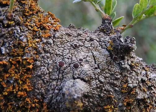 Imagem de Lecanora argentata (Ach.) Malme