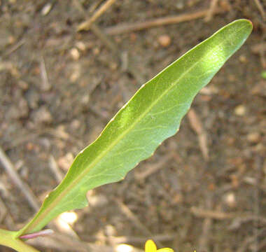 Image of Rorippa fluviatilis (E. Mey. ex Sond.) Thell.