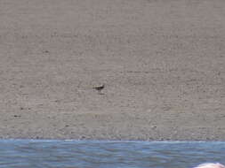 Image of White-fronted Plover