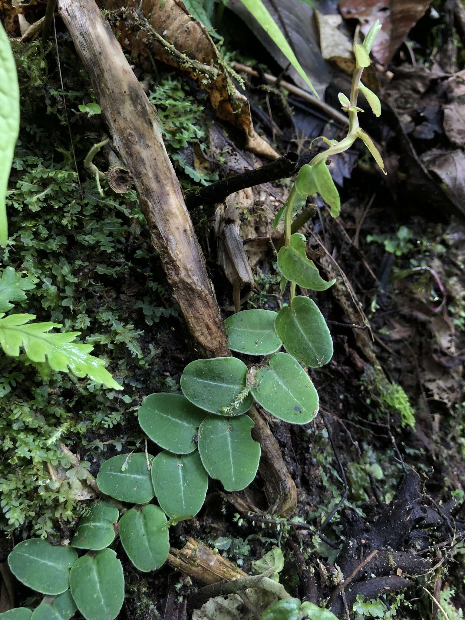 Image of Marcgravia brownei (Triana & Planch.) Krug & Urb.