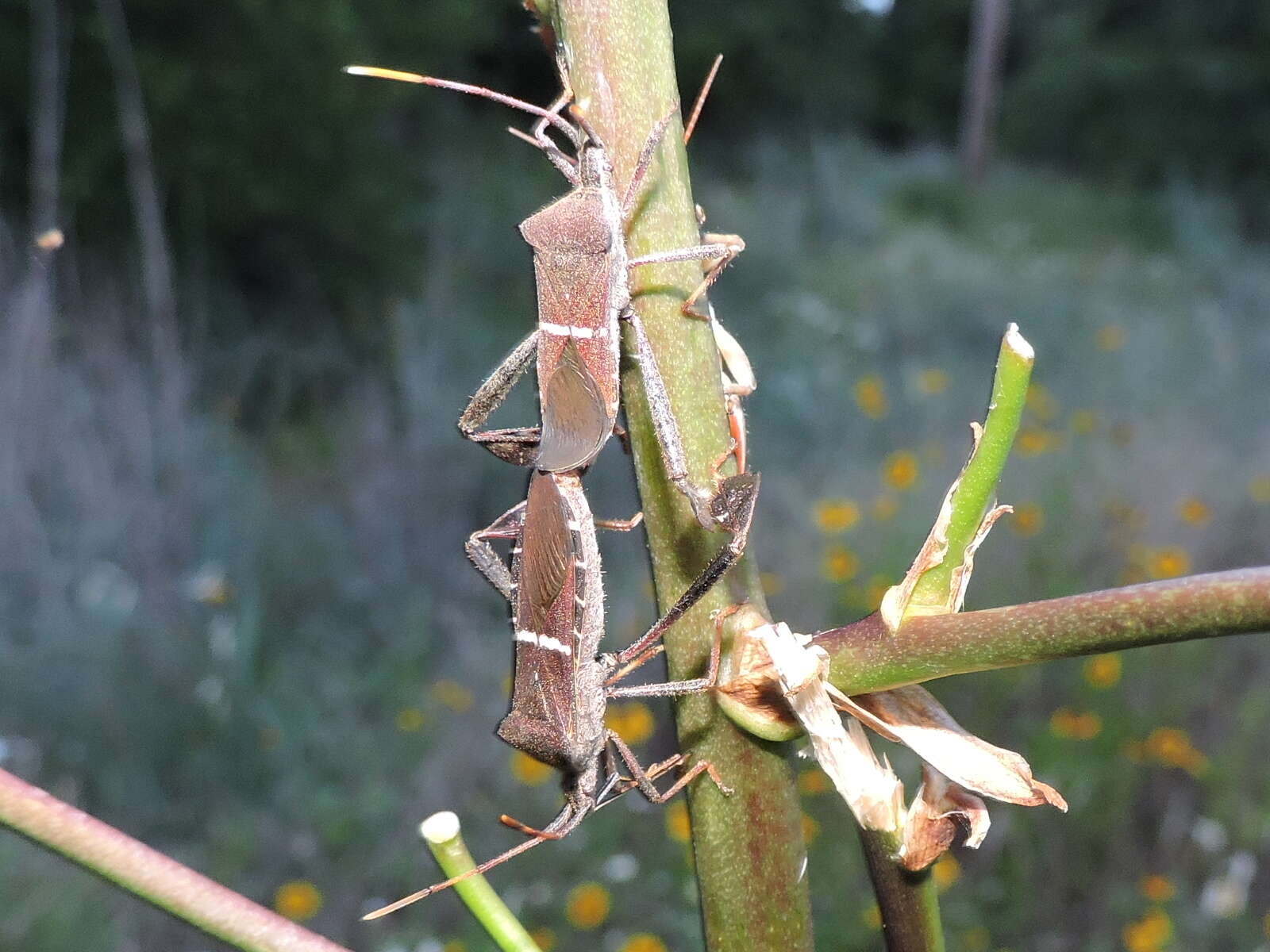 Image de Leptoglossus phyllopus (Linnaeus 1767)