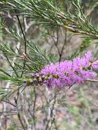 Image of Melaleuca diosmatifolia Dum.-Cours.