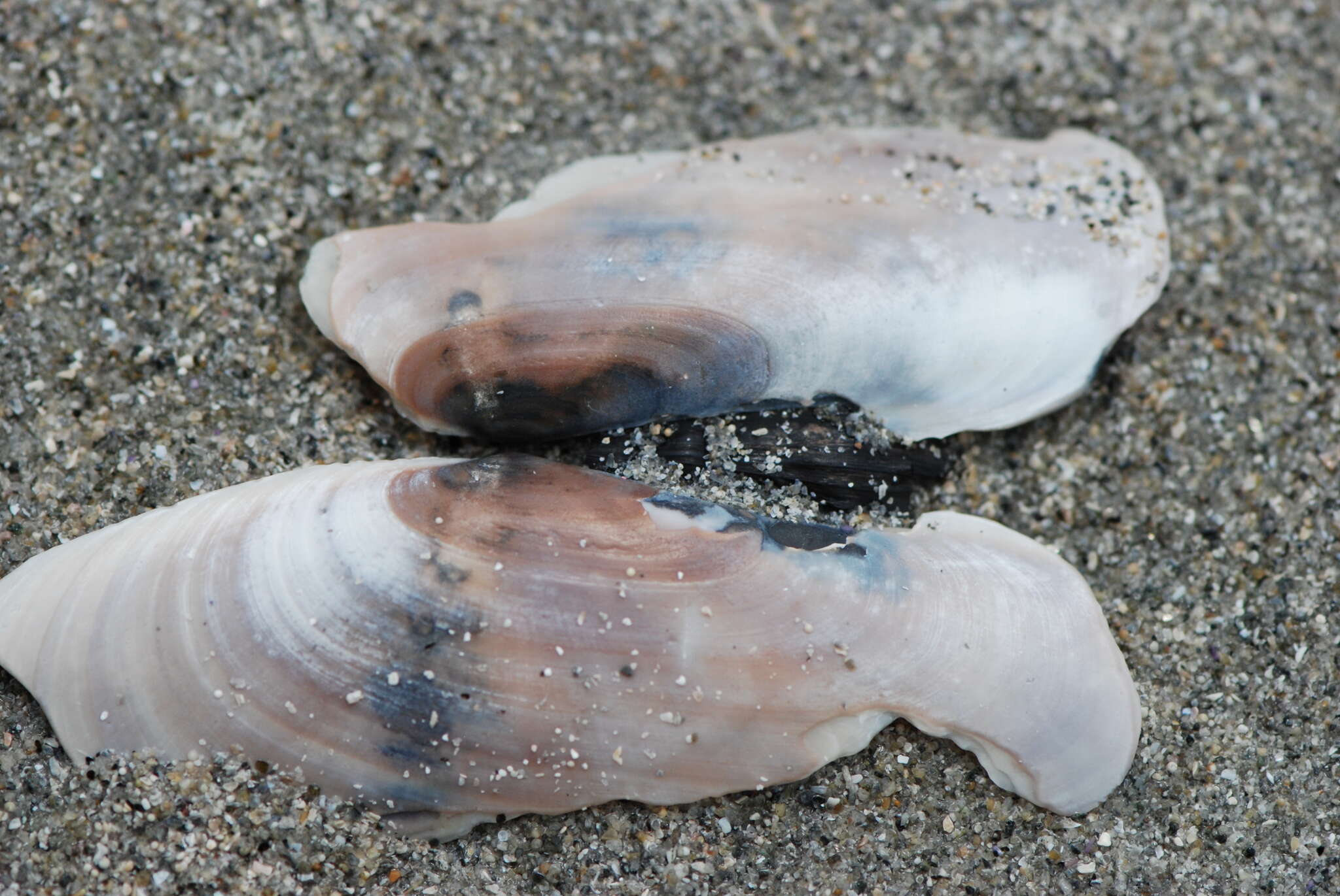 Image of Pacific razor clam