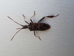 Image of Leaf-footed Pine Seed Bug