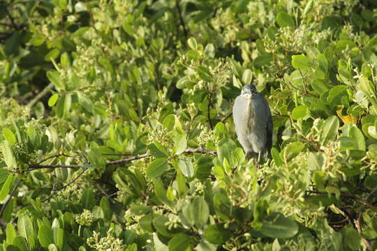 Image of Butorides striata striata (Linnaeus 1758)