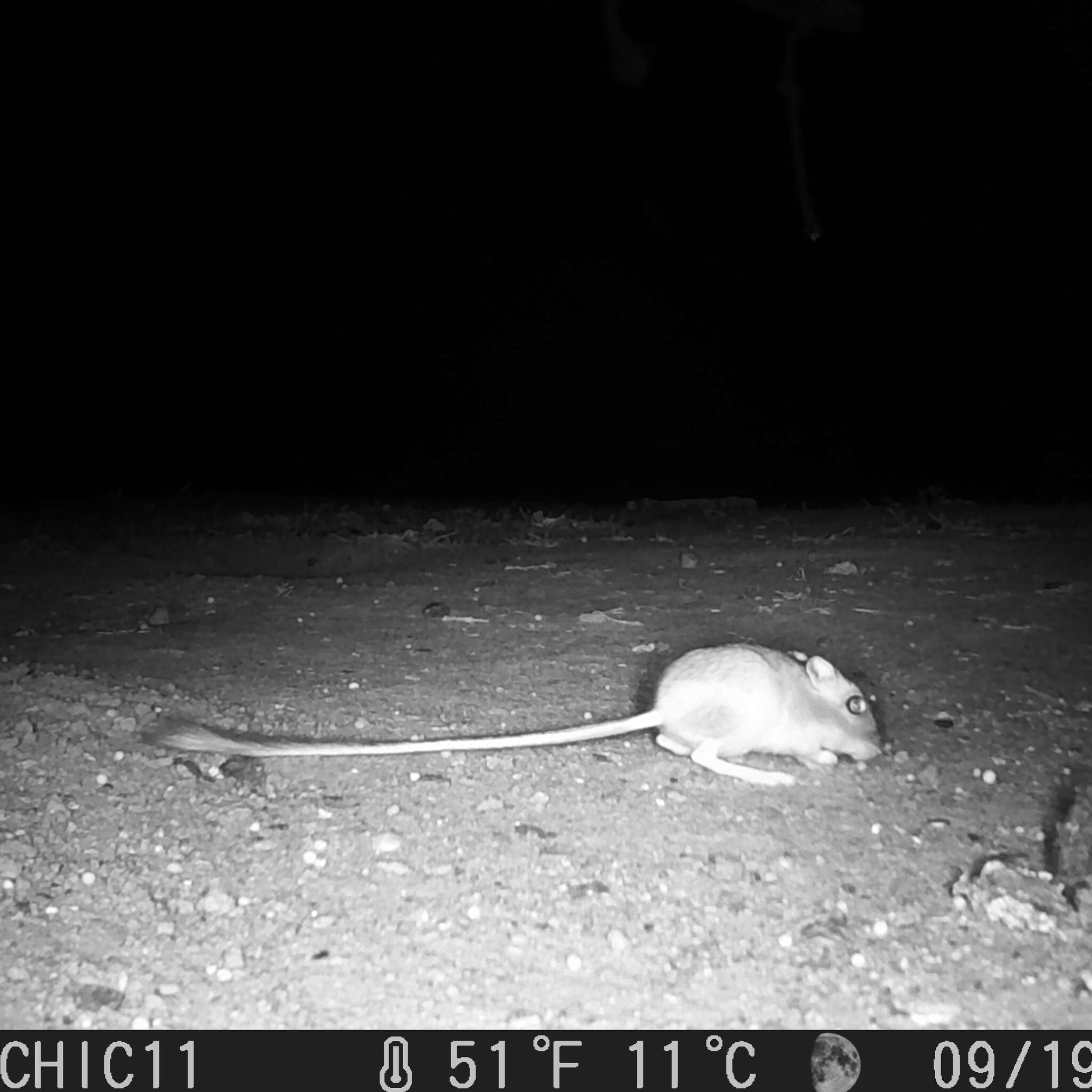 Image of Giant Kangaroo Rat