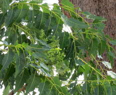 Sivun Ailanthus excelsa Roxb. kuva