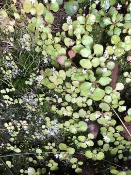 Image of Crassula capensis (L.) Baill.