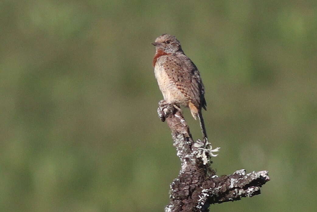 Image of Red-throated Wryneck