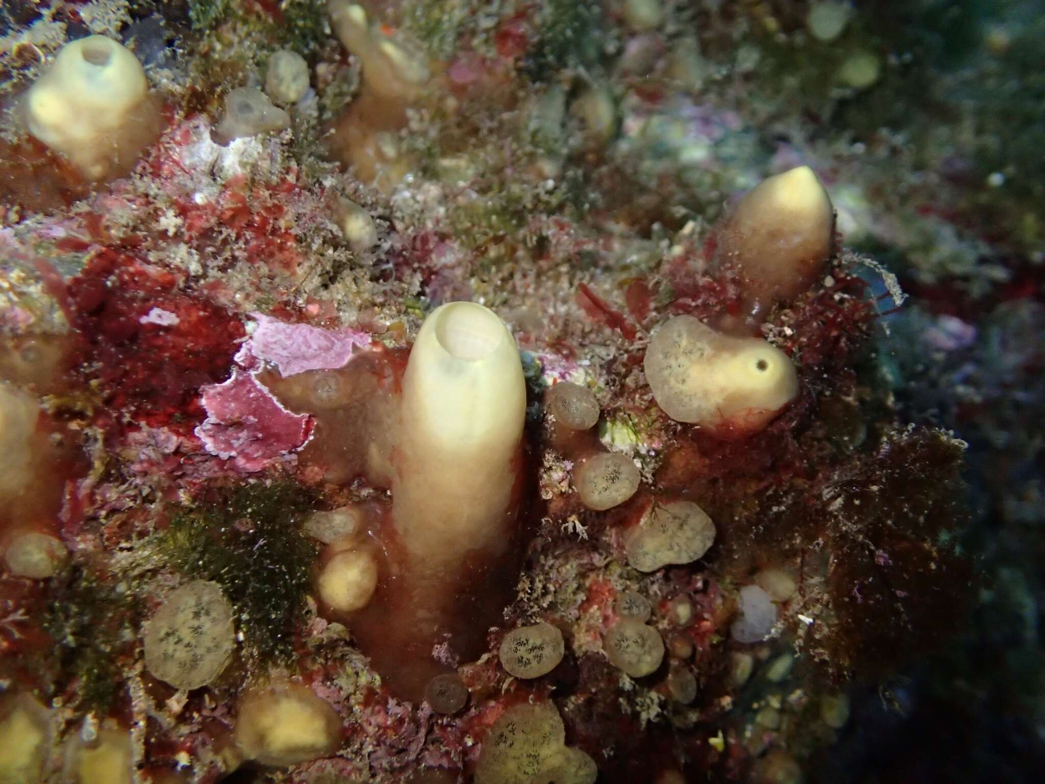 Image of green boring sponge