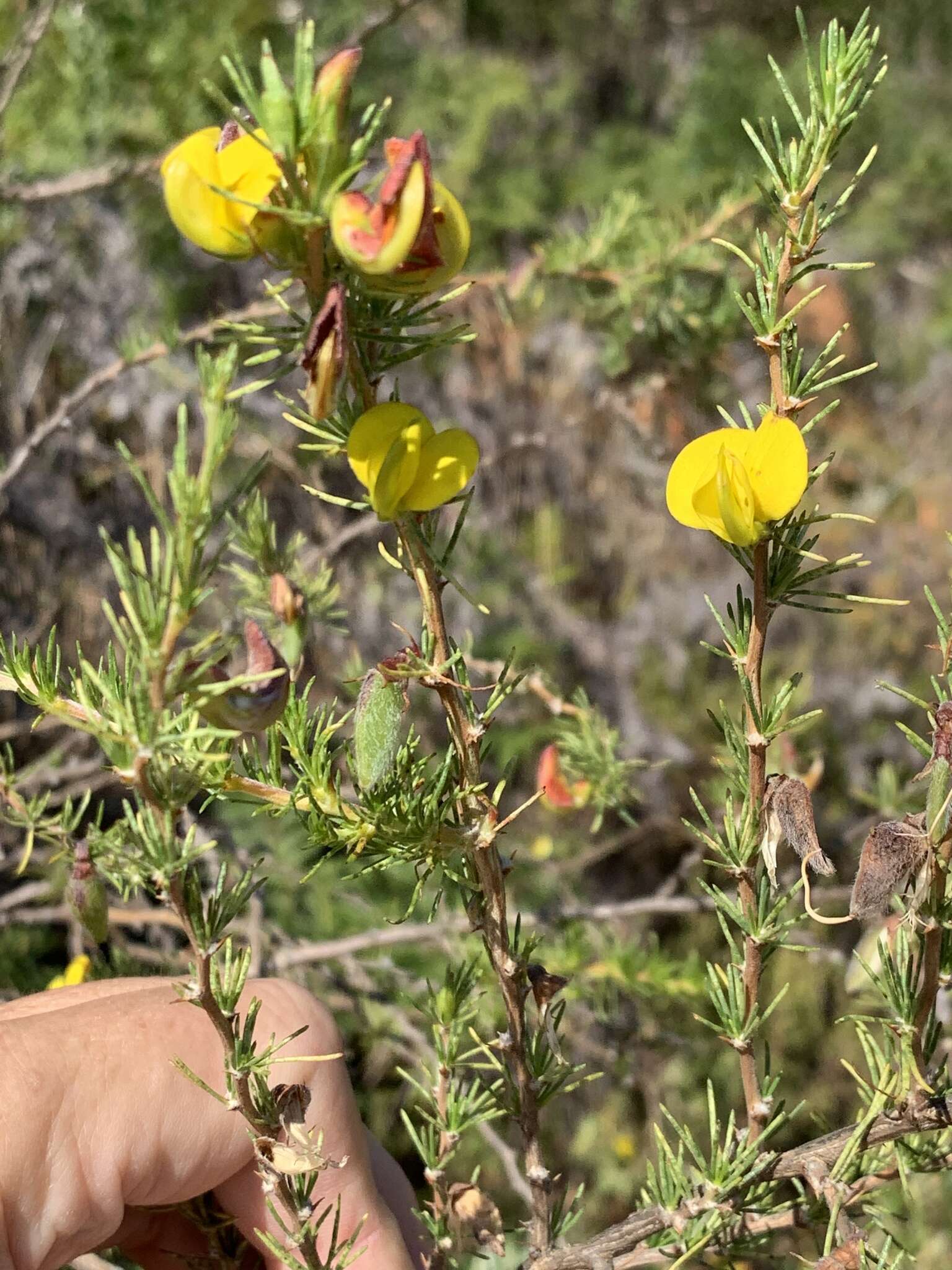 Image of Aspalathus uniflora L.