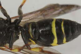 Image of Ancistrocerus trifasciatus (Müller 1776)