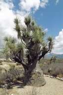 Image of Mexican Pony Tail Palm