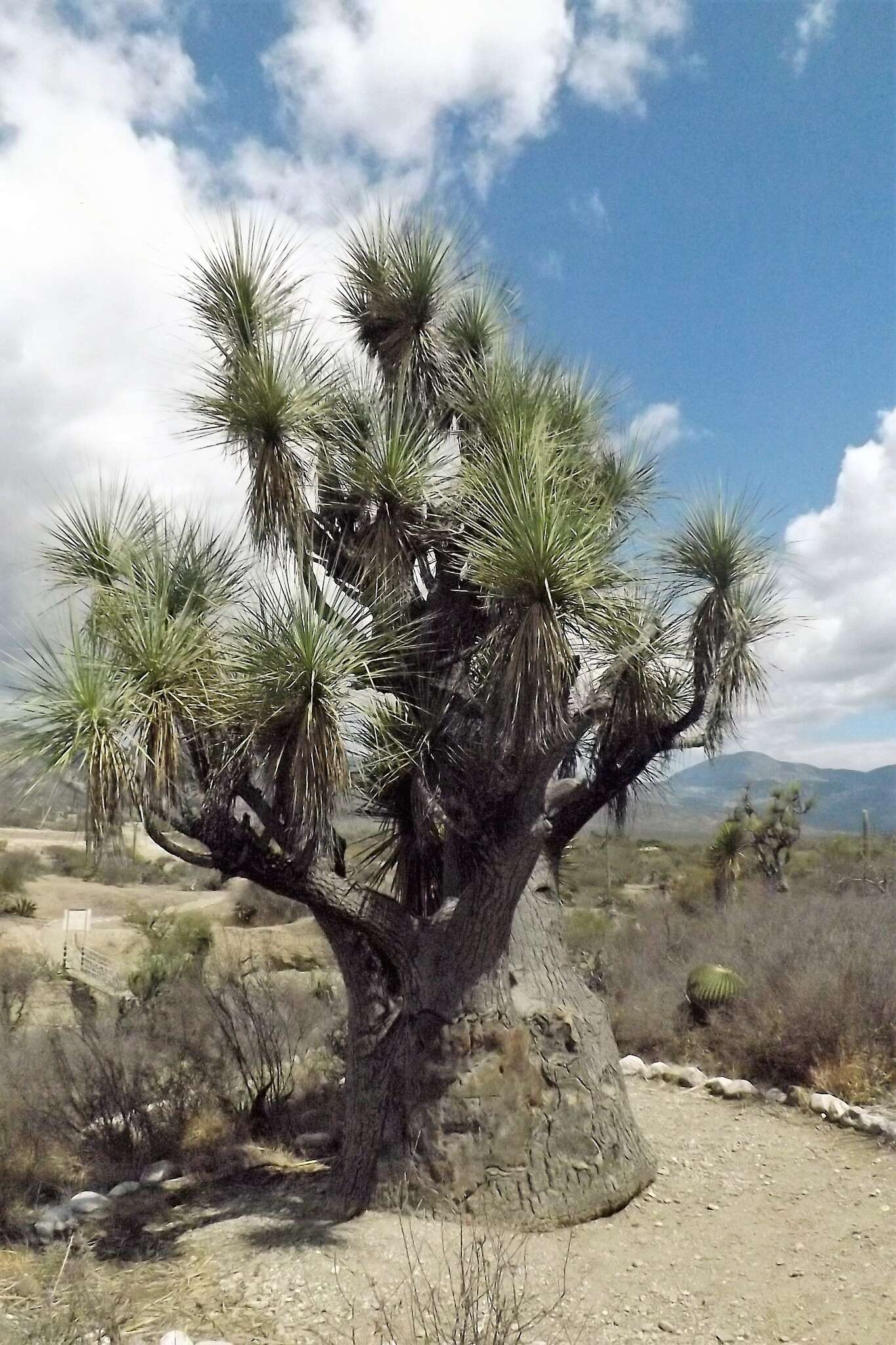 Imagem de Beaucarnea gracilis Lem.