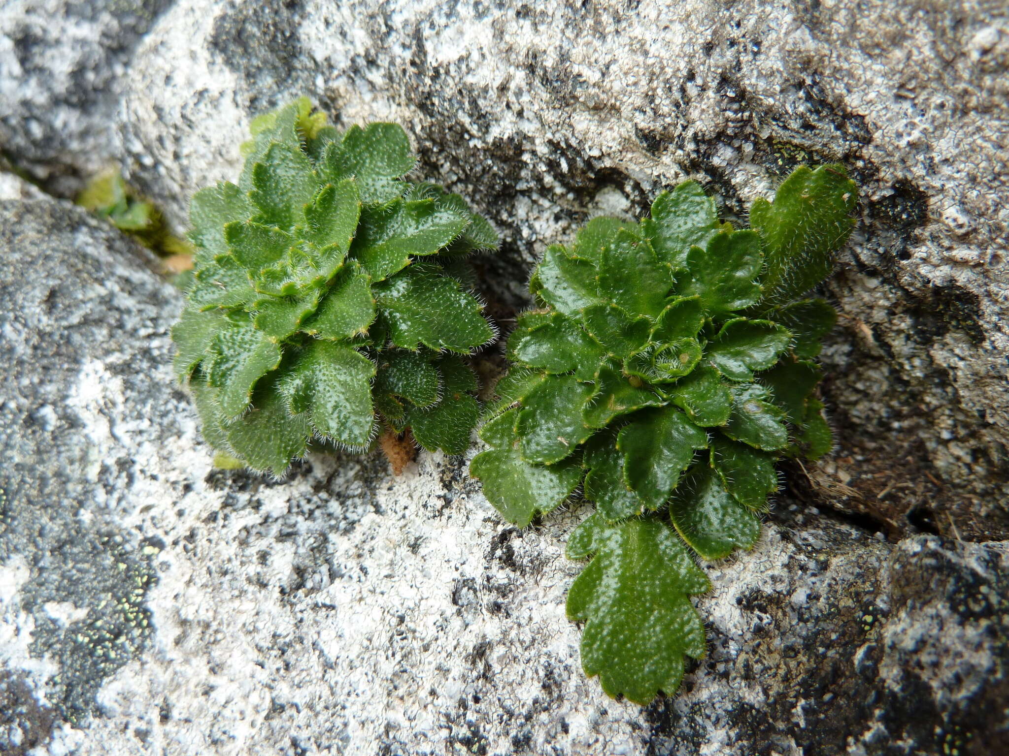 Imagem de Pachycladon crenatus