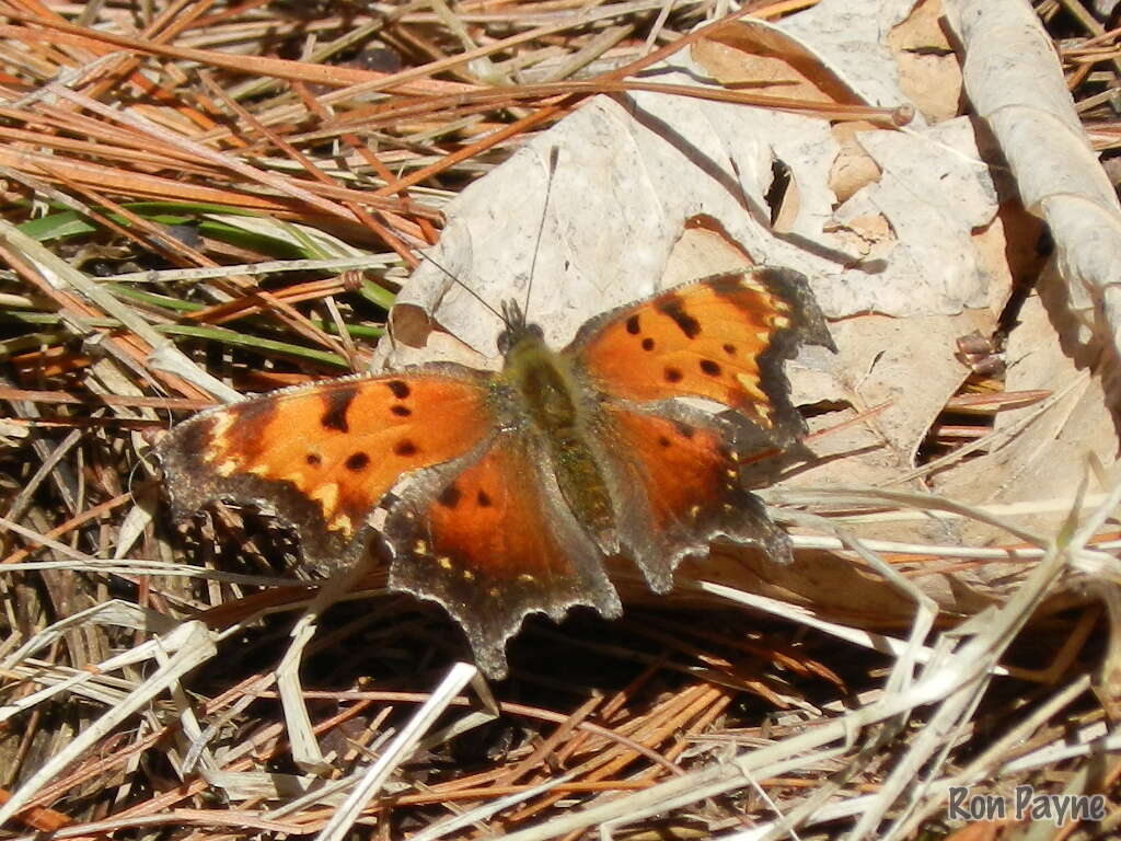 Image of Gray Comma