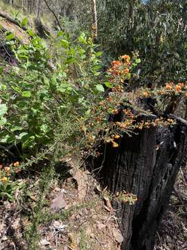 Image of Dillwynia phylicoides A. Cunn.