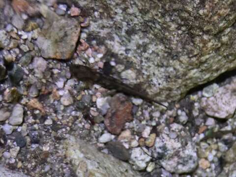 Image of Sardinian Brook Salamander