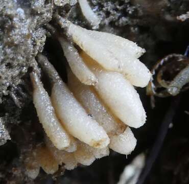 Image of Stalked Vase Sponge