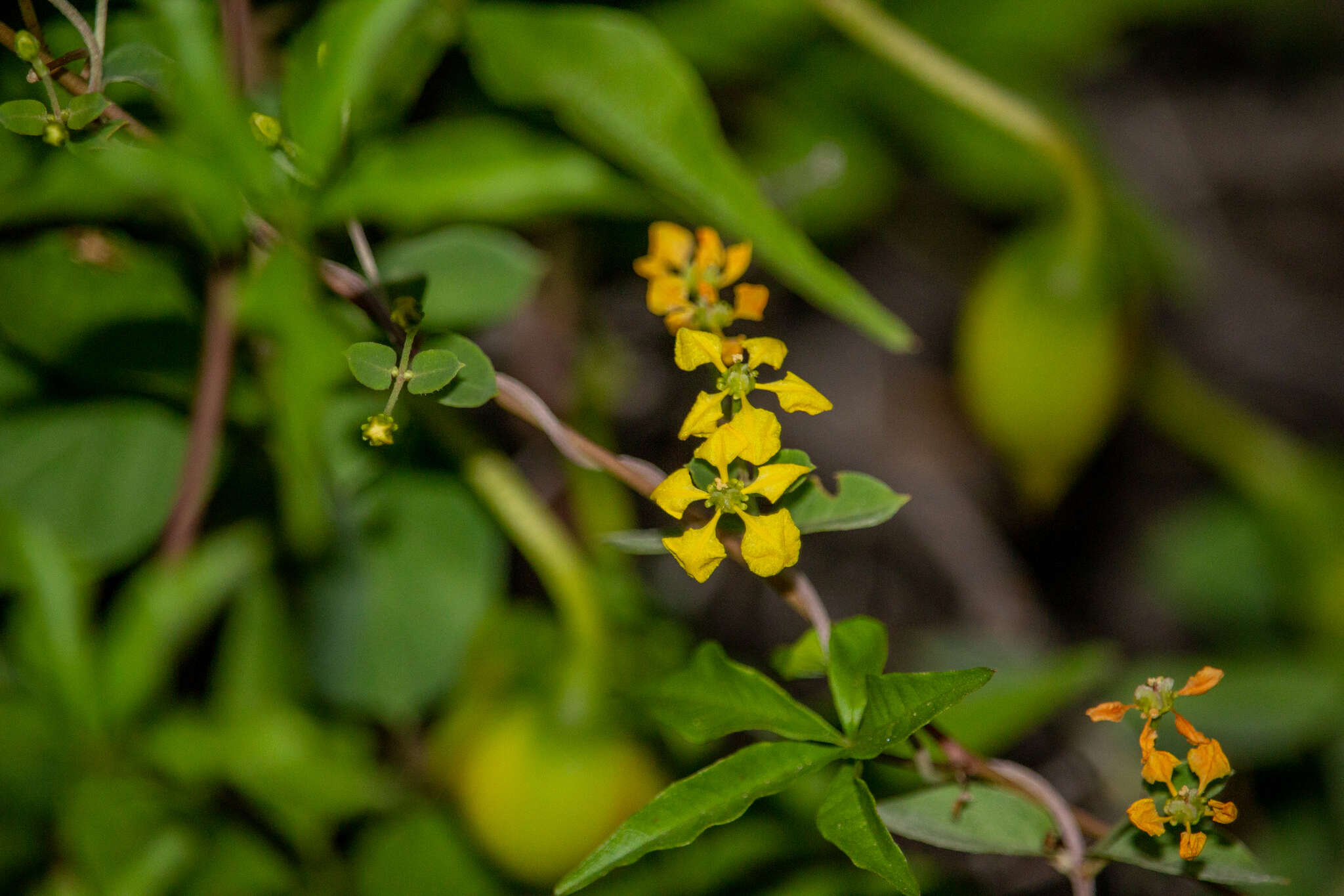 صورة Cottsia californica (Benth.) W. R. Anderson & C. Davis