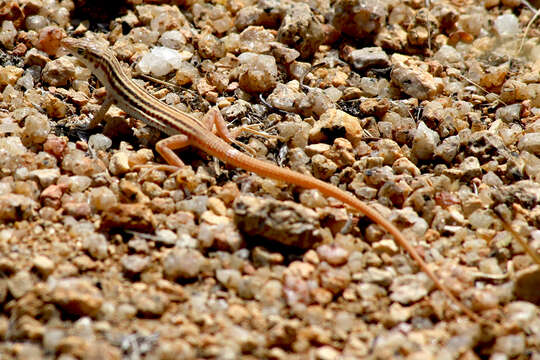 Plancia ëd Pedioplanis namaquensis (Duméril & Bibron 1839)