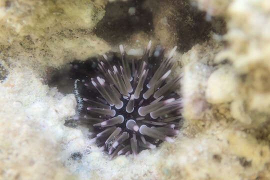 Image of Burrowing urchin