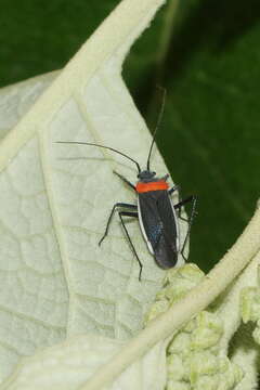 Слика од Hadronema pictum Uhler 1895