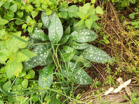 Pulmonaria affinis Jordan resmi