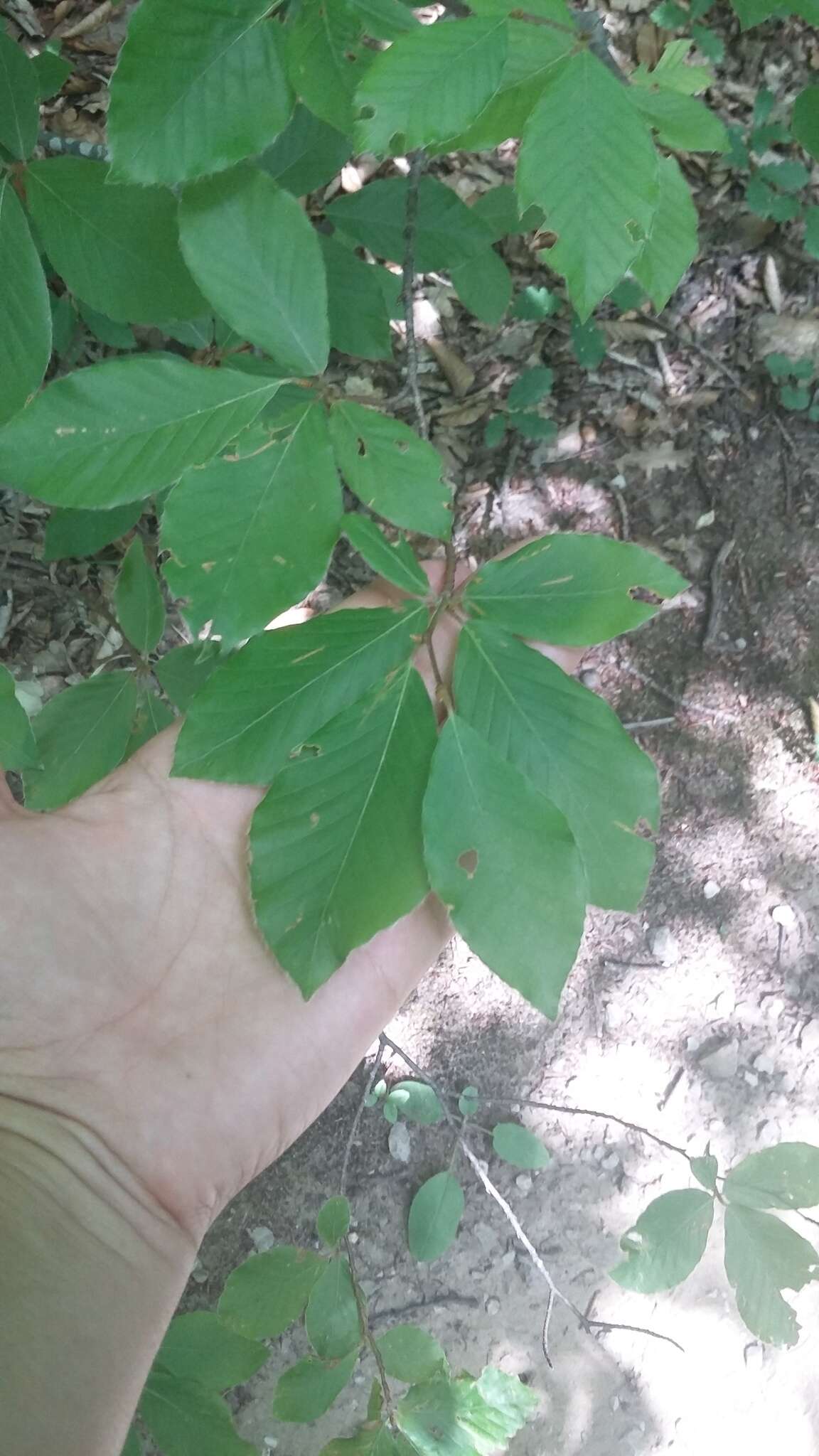 Слика од Fagus taurica Popl.