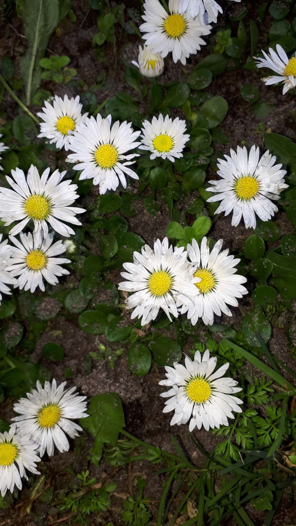 Image of Annual daisy