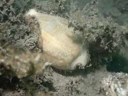 Image of Fuzzy cowrie shell