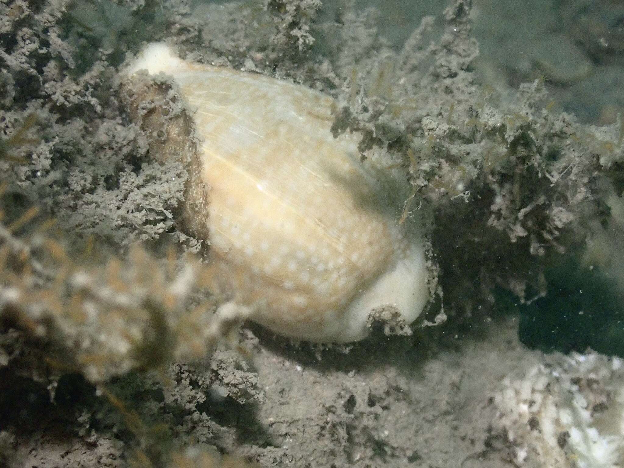 Image of Fuzzy cowrie shell