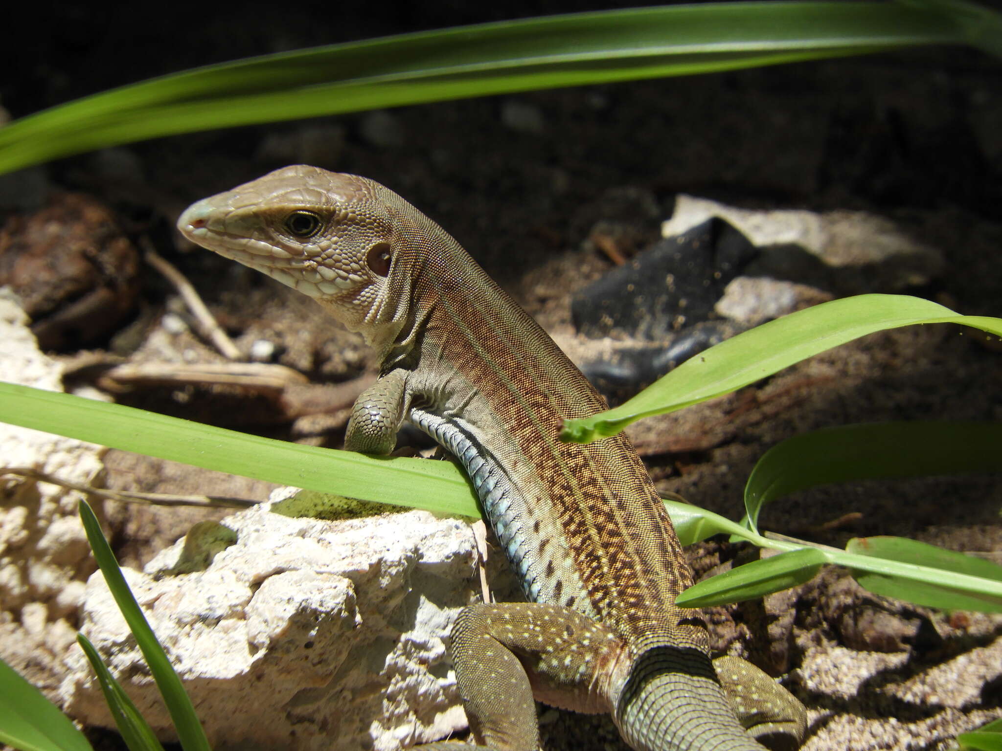 Image of YucatanWhiptail