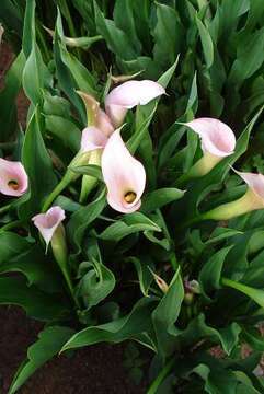 Image of pink arum lily