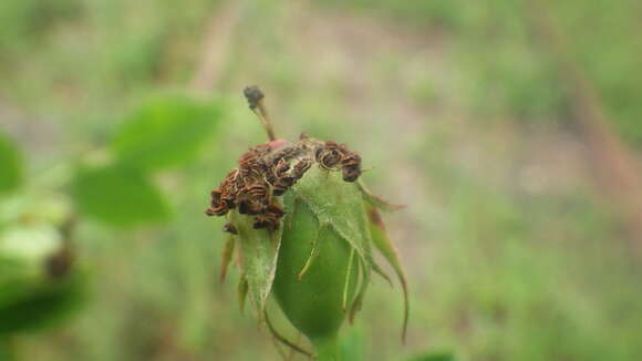 Image de Rosa stylosa Desv.