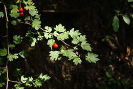 Image of Crataegus microphylla C. Koch