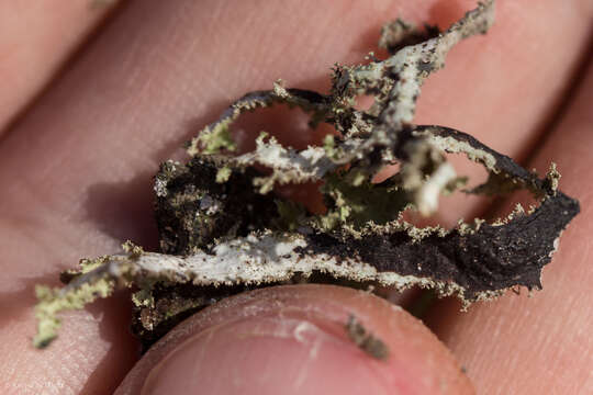 Image of Herre's ragged lichen