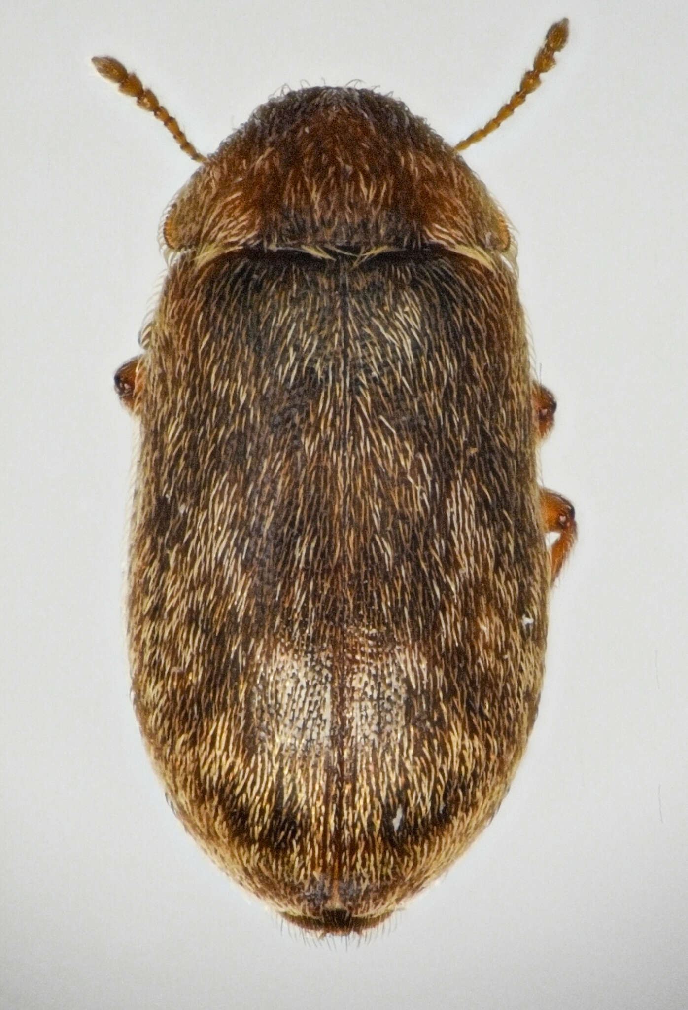 Слика од Xerasia grisescens (Jayne 1882)