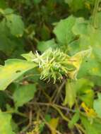 Image of Jamaican Nightshade