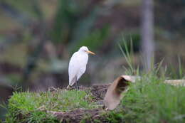 Image de Bubulcus ibis coromandus