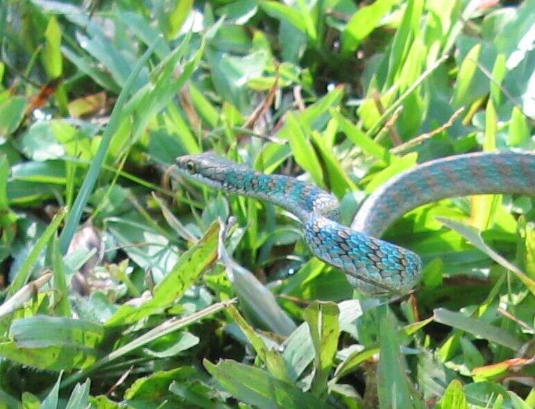 Image of Copper Parrot Snake