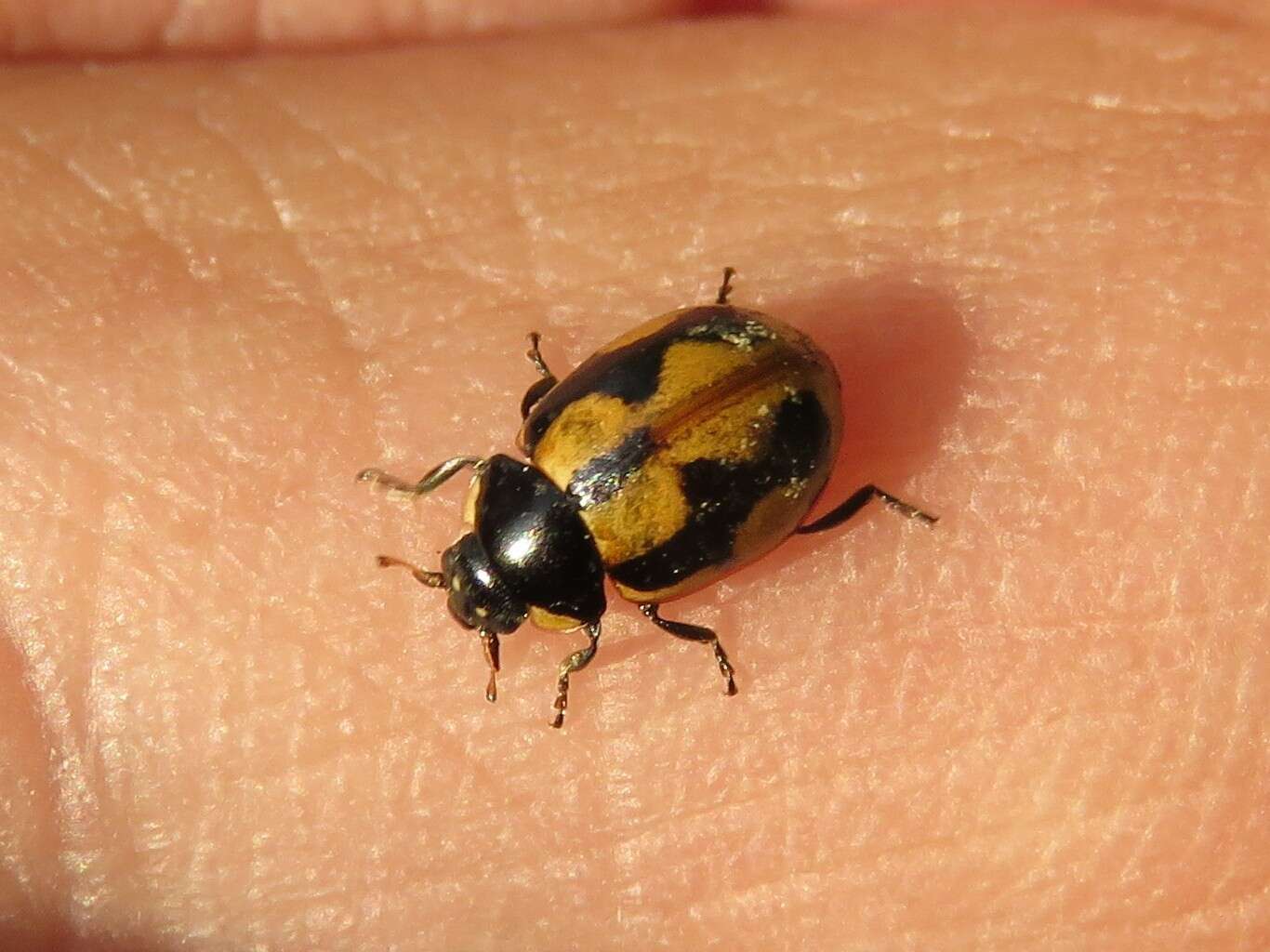 Image of hieroglyphic ladybird