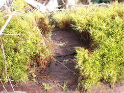 Image of Howell's dicranum moss