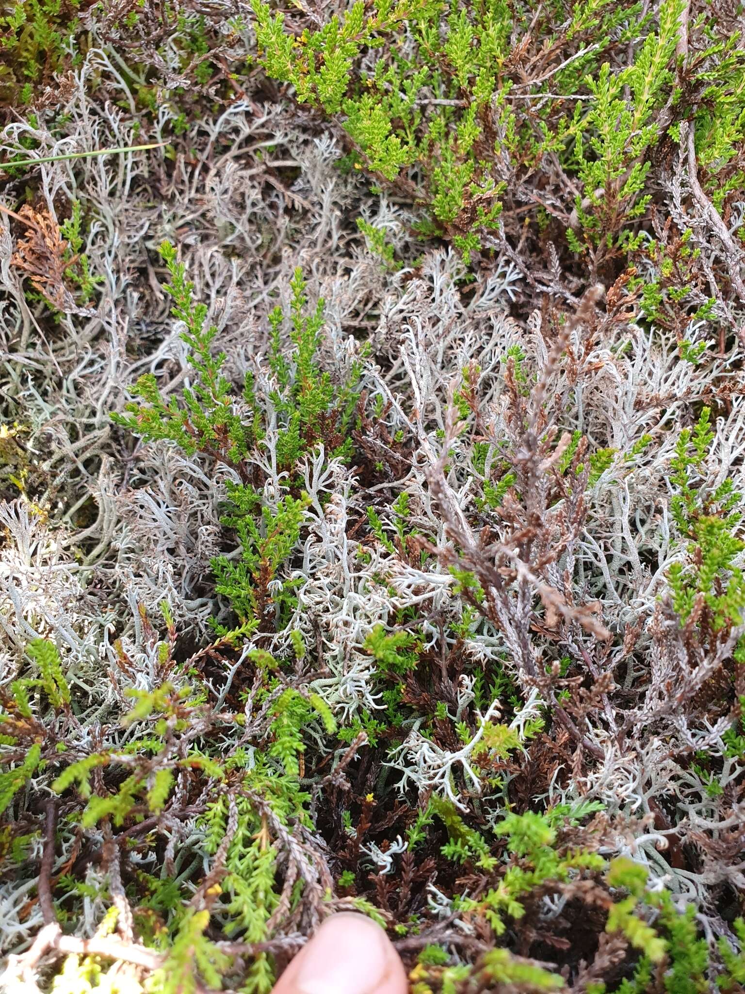 Imagem de Cladonia stygia (Fr.) Ruoss