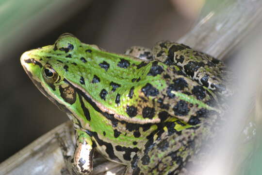 Image of Pool Frog