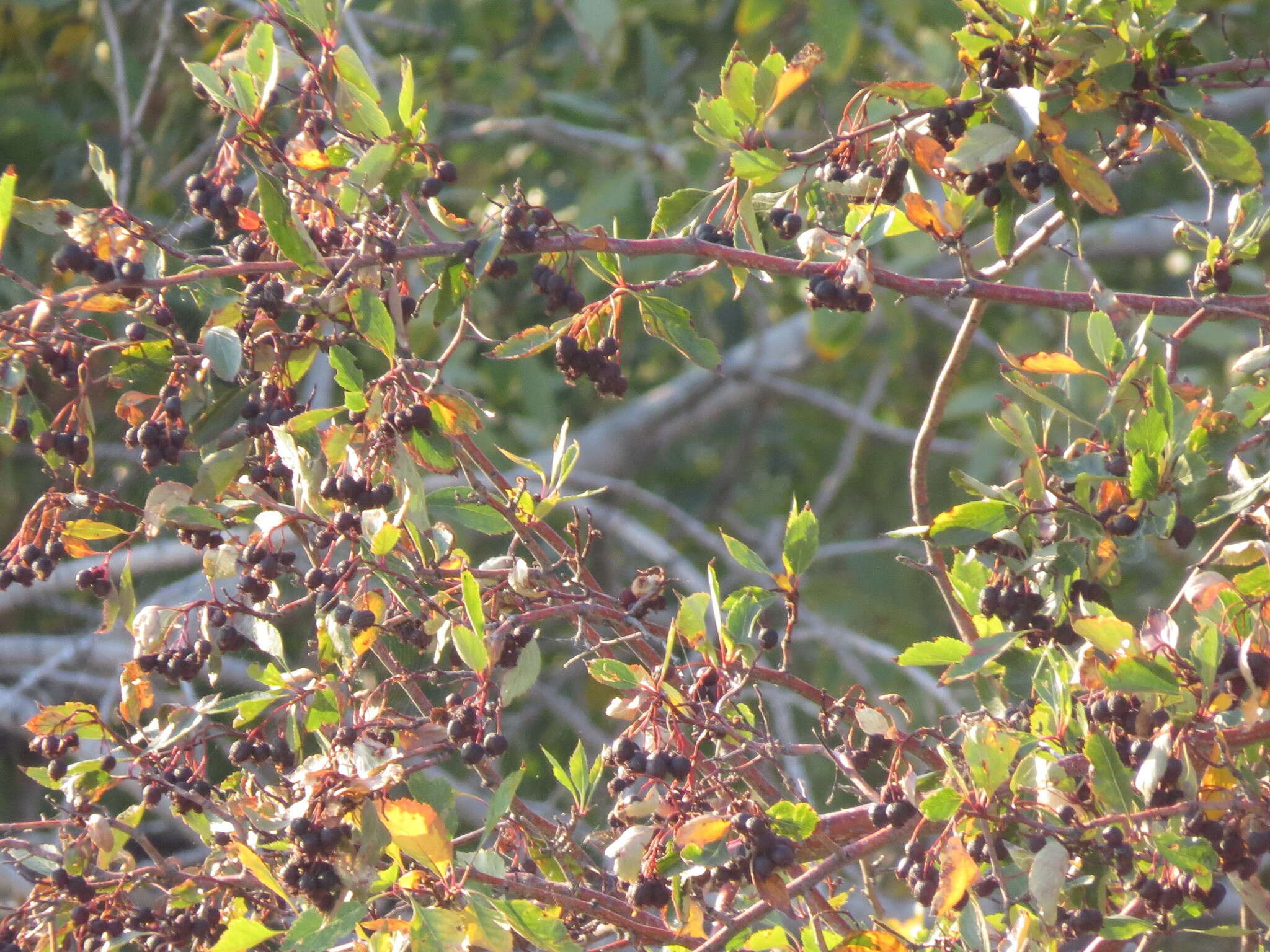 Image of river hawthorn