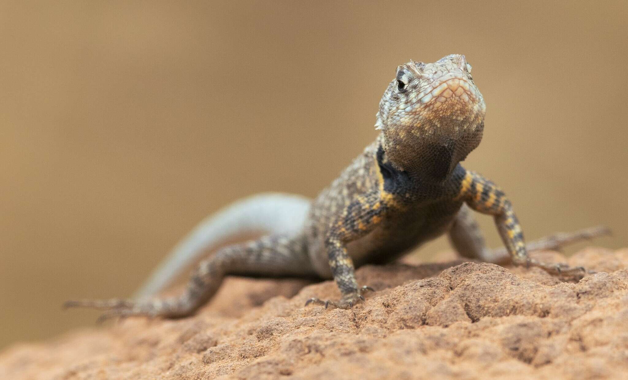 Image of Tropidurus oreadicus Rodrigues 1987