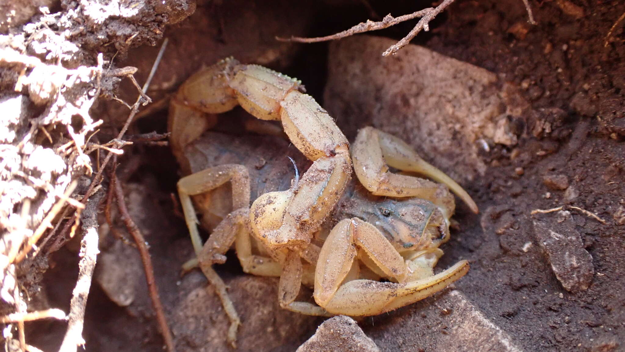 Plancia ëd Buthus elongatus Rossi 2012