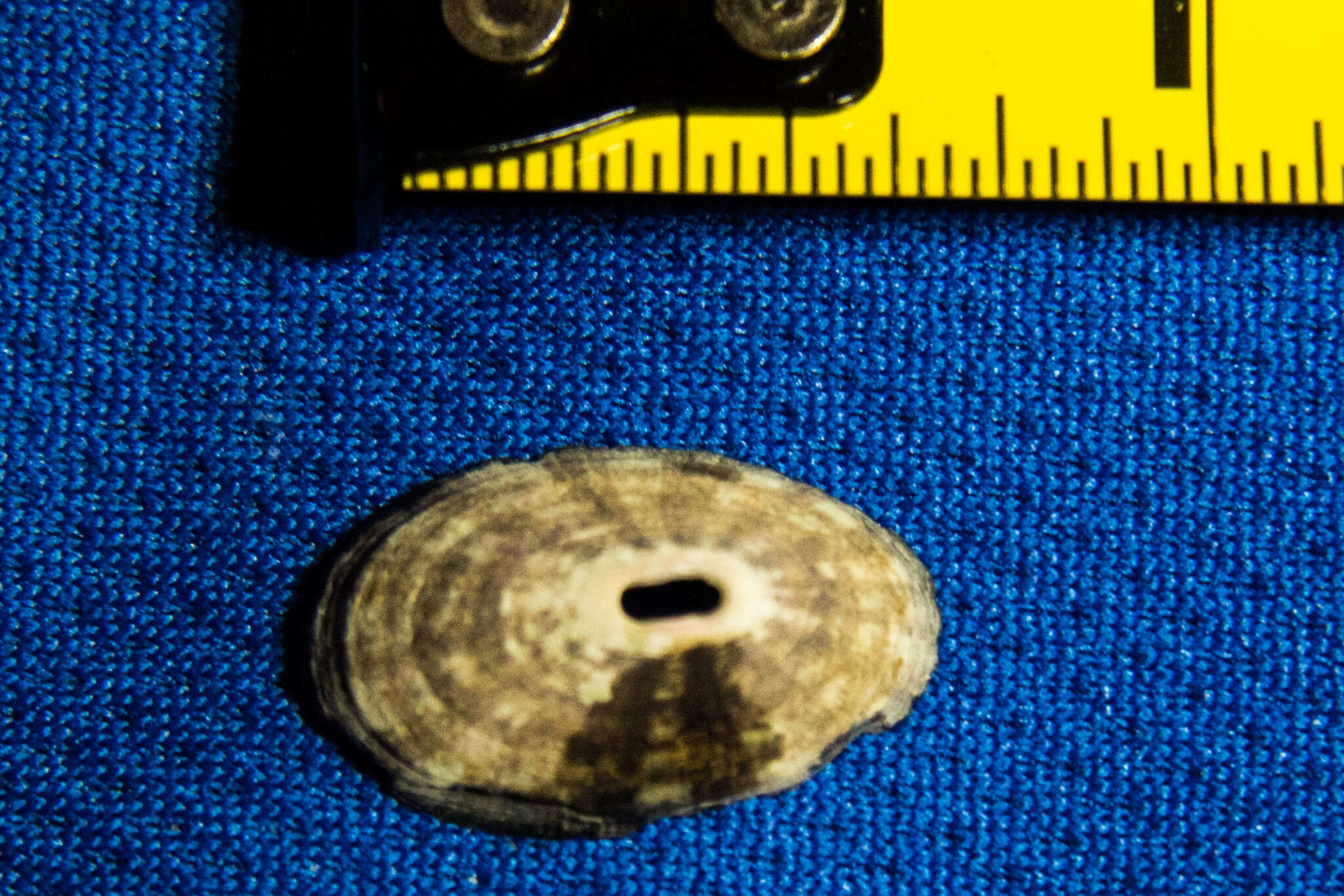 Image of volcano keyhole limpet